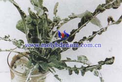 broccoli molybdenum deficiency picture